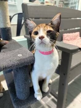 Rescue Calico Cats for Adoption in Aiea, Hawaii - Clover | PetCurious