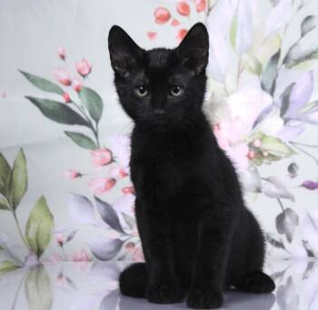 Coal -  Bombay and Domestic Short Hair Cat for Adoption in Tuscaloosa, Alabama - Coal | PetCurious