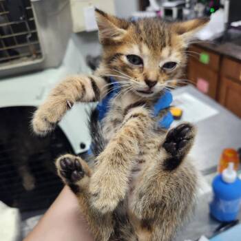 Doodle -  Domestic Short Hair Cat for Adoption in Summerville, South Carolina - Doodle | PetCurious