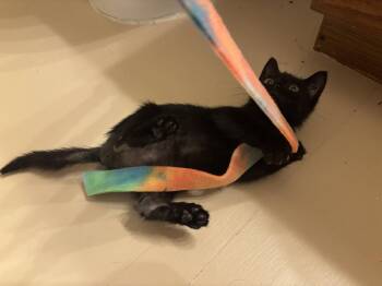 Dot -  Bombay Cat Available for Adoption in Orlando, Florida - Dot | PetCurious