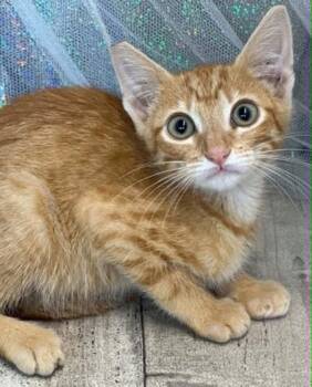 Hobbes -  Domestic Short Hair Cat for Adoption in Shreveport, Louisiana - Hobbes | PetCurious