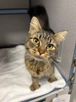 Goggles -  Domestic Long Hair Cat for Adoption in Liverpool, New York - Goggles | PetCurious