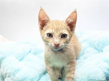 PANINI -  Domestic Short Hair Cat Available for Adoption in Fort Lauderdale, Florida - PANINI | PetCurious