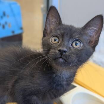 Piper -  Domestic Medium Hair Cat for Adoption in Sonoma, California - Piper | PetCurious