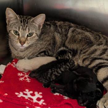 Marbles -  Domestic Short Hair Cat for Adoption in Titusville, Florida - Marbles | PetCurious