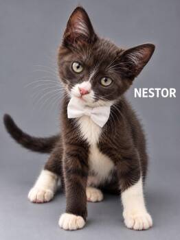 Nestor -  Domestic Short Hair Cat for Adoption in Lucas, Texas - Nestor | PetCurious
