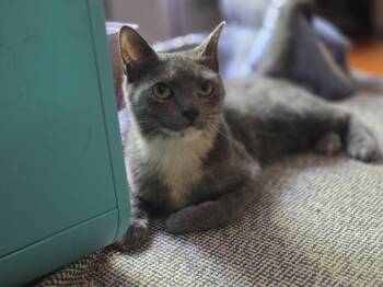 Tia -  Tortoiseshell Cat for Adoption in Melrose, Massachusetts - Tia | PetCurious