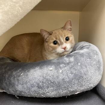 Domestic Short Hair Cats Available for Adoption in Philadelphia, Pennsylvania - Pumba | PetCurious