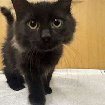 Patrick -  Domestic Medium Hair Cat for Adoption in Brentwood, Missouri - Patrick | PetCurious