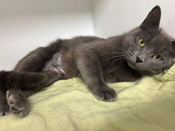 Mousseline -  Domestic Short Hair Cat for Adoption in Delson, Quebec - Mousseline | PetCurious