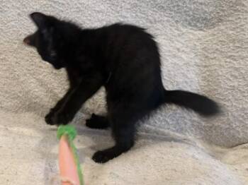 CeeCee -  Domestic Short Hair Cat for Adoption in Fort Collins, Colorado - CeeCee | PetCurious
