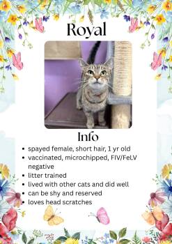 Domestic Short Hair Cats Available for Adoption in Greensburg, Indiana - Royal | PetCurious