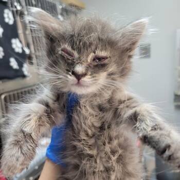 Super Mario 1 -  Domestic Medium Hair Cat for Adoption in Westminster, California - Super Mario 1 | PetCurious