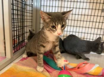 Calabrian -  Domestic Short Hair Cat for Adoption in Raleigh, North Carolina - Calabrian | PetCurious