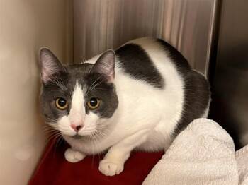 Domestic Short Hair Cats Available for Adoption - STORMY | PetCurious