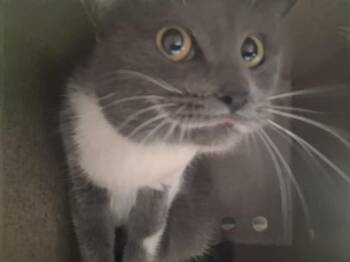 Domestic Short Hair Cats Available for Adoption - PENELOPE | PetCurious