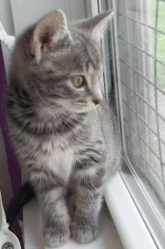 Domestic Short Hair Cats Available for Adoption in South Bend, Indiana - Baby Cakes * IN FOSTER * | PetCurious