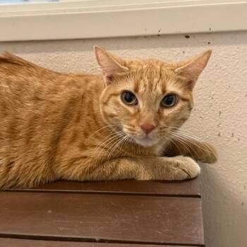 Kimchi - Chino Hills Location -  Domestic Short Hair Cat for Adoption in Chino Hills, California - Kimchi - Chino Hills Location | PetCurious