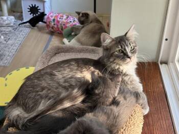 GRAYLA -  Domestic Medium Hair and Domestic Short Hair Cat for Adoption in Omaha, Nebraska - GRAYLA | PetCurious