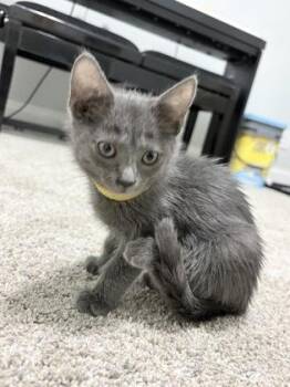 Flounder -  Domestic Short Hair Cat for Adoption in Chamblee, Georgia - Flounder | PetCurious