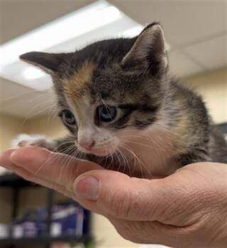 REGINA GEORGE -  Domestic Short Hair Cat for Adoption in Aliquippa, Pennsylvania - REGINA GEORGE | PetCurious