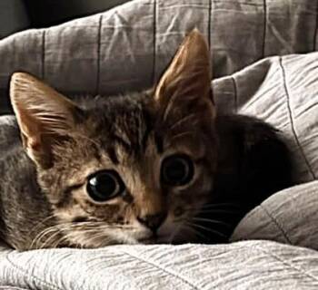Buddy -  Domestic Short Hair Cat for Adoption in Kansas City, Missouri - Buddy | PetCurious