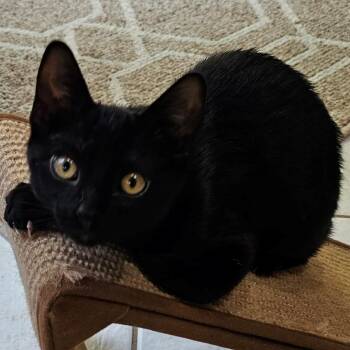 Shelly -  Domestic Short Hair Cat for Adoption in Falls Church, Virginia - Shelly | PetCurious