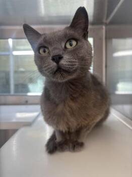 Licorice -  Domestic Short Hair Cat for Adoption in Westland, Michigan - Licorice | PetCurious