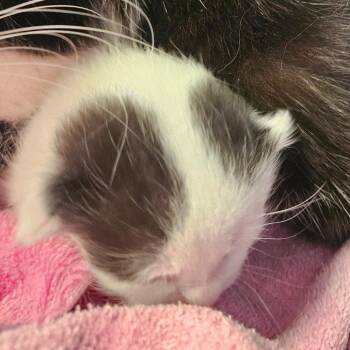 Domestic Short Hair Cats Available for Adoption in Montgomery, Alabama - Aaron | PetCurious