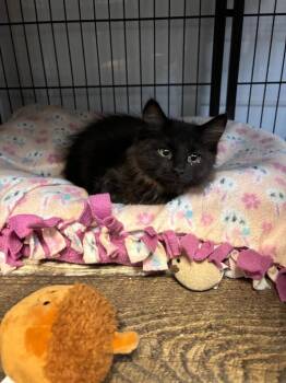 Norm -  Domestic Long Hair Cat Available for Adoption in Algona, Iowa - Norm | PetCurious