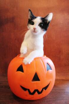 Panda -  Tuxedo and Siamese Cat for Adoption in Lee