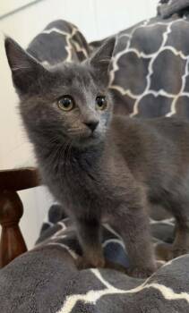 Rescue Domestic Long Hair Cats for Adoption - Campbell | PetCurious