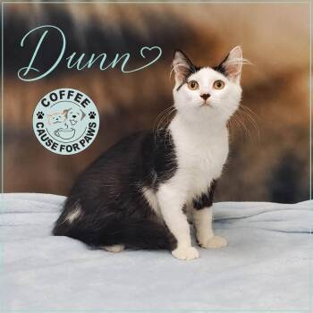 Dunn -  Domestic Medium Hair Cat for Adoption in Douglas, Georgia - Dunn | PetCurious