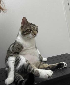 Domestic Short Hair and Tabby Cats Available for Adoption in Pearland, Texas - George | PetCurious