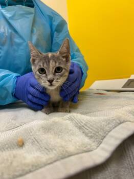 Pearl -  Domestic Short Hair Cat for Adoption in Raleigh, North Carolina - Pearl | PetCurious
