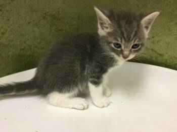 Domestic Short Hair Cats Available for Adoption in Riverside, California - A1917610 | PetCurious