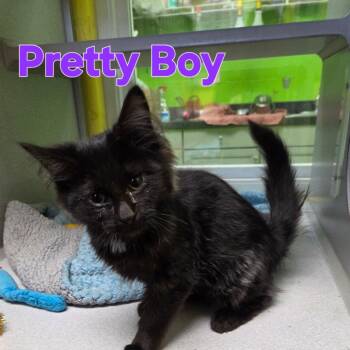 Pretty boy -  Domestic Medium Hair Cat for Adoption in Parkersburg, West Virginia - Pretty Boy | PetCurious