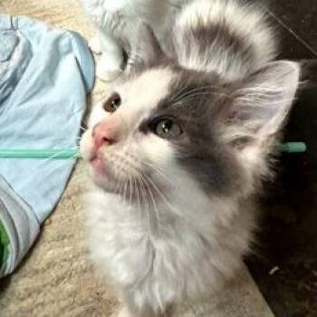 Minnow -  Domestic Long Hair Cat for Adoption in Webster, Texas - Minnow | PetCurious