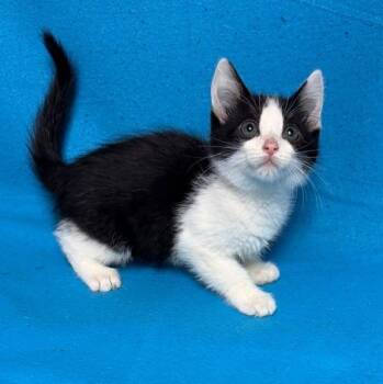 Mountain Dew -  Domestic Short Hair Cat for Adoption in Waterloo, Iowa - Mountain Dew | PetCurious