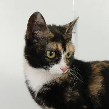 Rescue Domestic Short Hair Cats for Adoption in Kanab, Utah - Chamomile | PetCurious