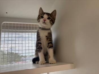 Root -  Domestic Short Hair Cat for Adoption in Gorham, Maine - Root | PetCurious