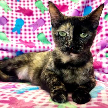 Mama Wonder -  Domestic Short Hair Cat for Adoption in Mt. Juliet, Tennessee - Mama Wonder | PetCurious