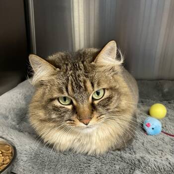 Charlie -  Domestic Long Hair and Maine Coon Cat for Adoption in North Kingstown, Rhode Island - Charlie | PetCurious