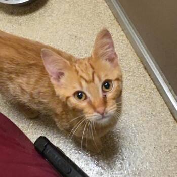 Salmon -  Domestic Short Hair Cat for Adoption in Bristol, Indiana - Salmon | PetCurious