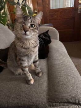 Rescue Domestic Short Hair Cats for Adoption in Minneapolis, Minnesota - Hanna C4600 | PetCurious