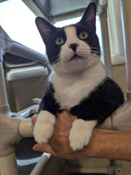 Rescue Domestic Short Hair Cats for Adoption in Bridgewater, New Jersey - Rose | PetCurious