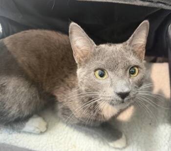 Gary -  Domestic Short Hair Cat for Adoption in West Chester, Pennsylvania - Gary | PetCurious