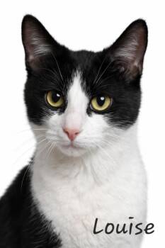 Domestic Short Hair Cats Available for Adoption - Louise | PetCurious