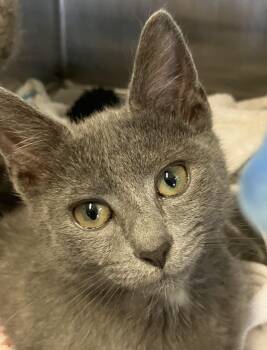 Percy -  Domestic Short Hair Cat for Adoption in Parma, Ohio - Percy | PetCurious