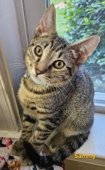 Sammy 2.0 Libbie Tabby -  Tabby Cat for Adoption in Richmond, Virginia - Sammy 2.0 Libbie Tabby | PetCurious